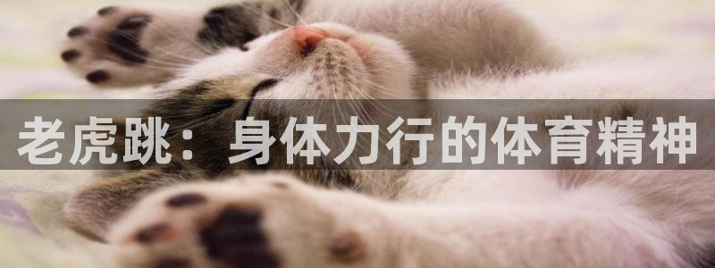 沃尔沃xc90各款